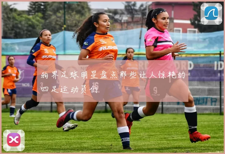 狗界足球明星盘点那些让人惊艳的四足运动员们