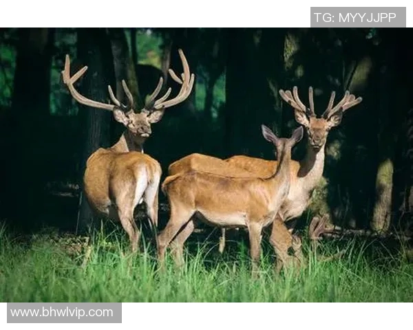 雄鹿栖息地保护与生态平衡研究探索：守护森林之王的未来